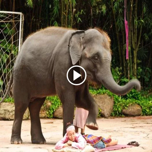 A Captivating Experience: Tourists Delight in their First Elephant Massage