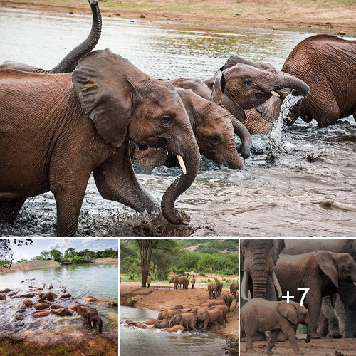 Ithumba’s Captivating Change During Tsavo’s Green Season.